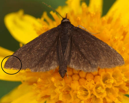 Pyrausta coracinalis (Crambidae)